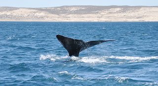ballenas peninsula valdes